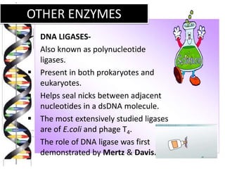 OTHER ENZYMES
 DNA LIGASES-
 Also known as polynucleotide
ligases.
 Present in both prokaryotes and
eukaryotes.
 Helps seal nicks between adjacent
nucleotides in a dsDNA molecule.
 The most extensively studied ligases
are of E.coli and phage T4.
 The role of DNA ligase was first
demonstrated by Mertz & Davis.
 