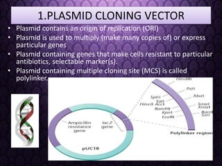 1.PLASMID CLONING VECTOR
• Plasmid contains an origin of replication (ORI)
• Plasmid is used to multiply (make many copies of) or express
particular genes
• Plasmid containing genes that make cells resistant to particular
antibiotics, selectable marker(s).
• Plasmid containing multiple cloning site (MCS) is called
polylinker.
 