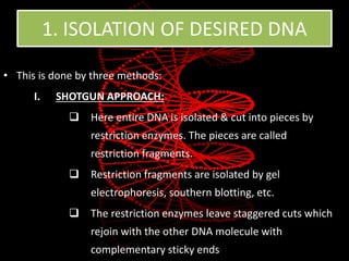 1. ISOLATION OF DESIRED DNA
• This is done by three methods:
I. SHOTGUN APPROACH:
 Here entire DNA is isolated & cut into pieces by
restriction enzymes. The pieces are called
restriction fragments.
 Restriction fragments are isolated by gel
electrophoresis, southern blotting, etc.
 The restriction enzymes leave staggered cuts which
rejoin with the other DNA molecule with
complementary sticky ends
 