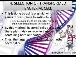 4. SELECTION OF TRANSFORMED
BACTERIAL CELL
• This is done by using plasmid which has 2
genes for resistance to antibiotics:
oe.g., plasmid pBR322 has genes for resistance to
antibiotics ampicillin and tetracycline
• By this method, bacterial cells possessing
these plasmids can grow in a medium
containing both antibiotics.
• Thus, the target can be isolated from other
bacterial cell.
 