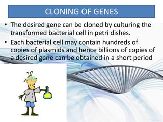 CLONING OF GENES
• The desired gene can be cloned by culturing the
transformed bacterial cell in petri dishes.
• Each bacterial cell may contain hundreds of
copies of plasmids and hence billions of copies of
a desired gene can be obtained in a short period
 