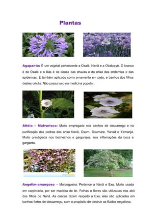 Plantas
Agapanto: É um vegetal pertencente a Oxalá, Nanã e a Obaluayê. O branco
é de Oxalá e o lilás é da deusa das chuvas e do orixá das endemias e das
epidemias. É também aplicado como ornamento em pejis, e banhos dos filhos
destes orixás. Não possui uso na medicina popular.
Altéia – Malvarisco: Muito empregada nos banhos de descarrego e na
purificação das pedras dos orixá Nanã, Oxum, Oxumare, Yansã e Yemanjá.
Muito prestigiada nos bochechos e gargarejos, nas inflamações da boca e
garganta.
Angelim-amargoso – Morcegueira: Pertence a Nanã e Exu. Muito usada
em carpintaria, por ser madeira de lei. Folhas e flores são utilizadas nos abô
dos filhos de Nanã. As cascas dizem respeito a Exu; elas são aplicadas em
banhos fortes de descarrego, com o propósito de destruir os fluidos negativos.
 