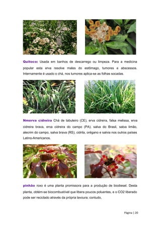 Quitoco: Usada em banhos de descarrego ou limpeza. Para a medicina
popular esta erva resolve males do estômago, tumores e abscessos.
Internamente é usado o chá, nos tumores aplica-se as folhas socadas.
Nmerva cidreira Chá de tabuleiro (CE), erva cidreira, falsa melissa, erva
cidreira brava, erva cidreira do campo (PA), salva do Brasil, salva limão,
alecrim do campo, salva brava (RS), cidrila, orégano e salvia nos outros países
Latino-Americanos.
pinhão roxo é uma planta promissora para a produção de biodiesel. Desta
planta, obtém-se biocombustível que libera poucos poluentes, e o CO2 liberado
pode ser reciclado através da própria lavoura; contudo,
Página | 20
 