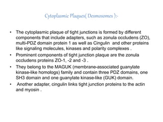 Cytoplasmic Plaques( Desmosomes ):-
• The cytoplasmic plaque of tight junctions is formed by different
components that include adapters, such as zonula occludens (ZO),
multi-PDZ domain protein 1 as well as Cingulin and other proteins
like signaling molecules, kinases and polarity complexes .
• Prominent components of tight junction plaque are the zonula
occludens proteins ZO-1, -2 and -3 .
• They belong to the MAGUK (membrane-associated guanylate
kinase-like homologs) family and contain three PDZ domains, one
SH3 domain and one guanylate kinase-like (GUK) domain.
• Another adapter, cingulin links tight junction proteins to the actin
and myosin .
 