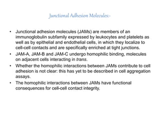 Junctional Adhesion Molecules:-
• Junctional adhesion molecules (JAMs) are members of an
immunoglobulin subfamily expressed by leukocytes and platelets as
well as by epithelial and endothelial cells, in which they localize to
cell-cell contacts and are specifically enriched at tight junctions.
• JAM-A, JAM-B and JAM-C undergo homophilic binding, molecules
on adjacent cells interacting in trans.
• Whether the homophilic interactions between JAMs contribute to cell
adhesion is not clear: this has yet to be described in cell aggregation
assays.
• The homophilic interactions between JAMs have functional
consequences for cell-cell contact integrity.
 