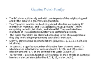 Claudins Protein Family:-
• The ECLs interact laterally and with counterparts of the neighboring cell
and by this achieve a general sealing function.
• Two TJ protein families can be distinguished, claudins, comprising 27
members in mammals, and TJ-associated MARVEL proteins (TAMP),
comprising occludin, tricellulin, and MarvelD3. They are linked to a
multitude of TJ-associated regulatory and scaffolding proteins.
• The major TJ proteins are classified according to the physiological role
they play in enabling or preventing paracellular transport.
• Many TJ proteins have sealing functions (claudins 1, 3, 5, 11, 14, 19, and
tricellulin).
• In contrast, a significant number of claudins form channels across TJs
which feature selectivity for cations (claudins 2, 10b, and 15), anions
(claudin-10a and -17), or are permeable to water (claudin-2).
• For several TJ proteins, function is yet unclear as their effects on epithelial
barriers are inconsistent (claudins 4, 7, 8, 16, and occludin).
 