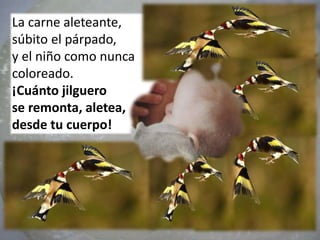 La carne aleteante,
súbito el párpado,
y el niño como nunca
coloreado.
¡Cuánto jilguero
se remonta, aletea,
desde tu cuerpo!
 
