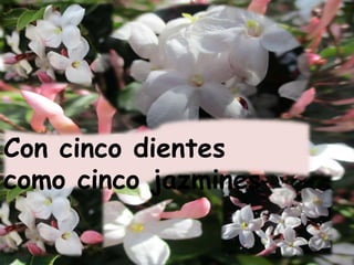 Con cinco dientes
como cinco jazmines
 