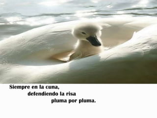 Siempre en la cuna,
      defendiendo la risa
                pluma por pluma.
 