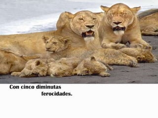 Con cinco diminutas
            ferocidades.
 
