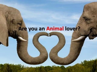Are you an Animal lover?
 