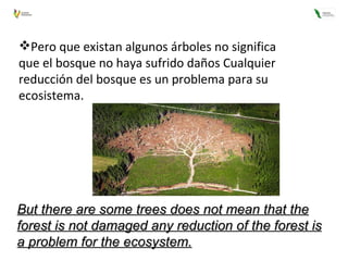 Pero que existan algunos árboles no significa que el bosque no haya sufrido daños Cualquier reducción del bosque es un problema para su ecosistema. But there are some trees does not mean that the forest is not damaged any reduction of the forest is a problem for the ecosystem. 