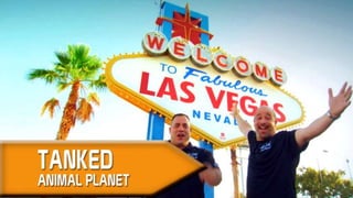 Tanked on Animal PlanetTanked on Animal Planet
 