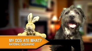 My Dog Ate What? on National Geographic
 