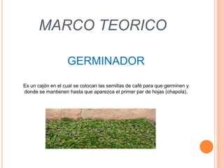 MARCO TEORICO

                   GERMINADOR

Es un cajón en el cual se colocan las semillas de café para que germinen y
donde se mantienen hasta que aparezca el primer par de hojas (chapola).
 