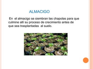 ALMACIGO
En el almacigo se siembran las chapolas para que
culmine allí su proceso de crecimiento antes de
que sea trasplantadas al suelo.
 