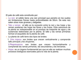 El palo de café esta constituido por:
 La raíz: el cafeto tiene una raíz principal que penetra en los suelos
   sin limitaciones físicas hasta profundidades de 50cm. De esta raíz
   salen otras rices gruesas y delgadas.
 Talo y ramas: el tallo es la conexión entre la raíz y las hojas y las
   ramas sostienen las hojas las flores y los frutos. Esta estructura de
   la planta es indispensable en el proceso de trasporte de agua y de
   sustancias elaboradas por la planta. El tallo y las ramas primarias
   forman el esqueleto de la planta de café.
 La planta de café tiene dos tipos de brotes:

  1. Orto trópico: son brotes que crecen verticalmente y comprende
   tallo principal y los chupones.
   2.Plegiotropicos: son brotes que crecen horizontalmente y
   comprende las ramas primarias, las secundarias y las terciarias.
 Hojas: es un órgano fundamental por que en ella se realizan muchos
   procesos biológicos esenciales para la vida de la planta.
 