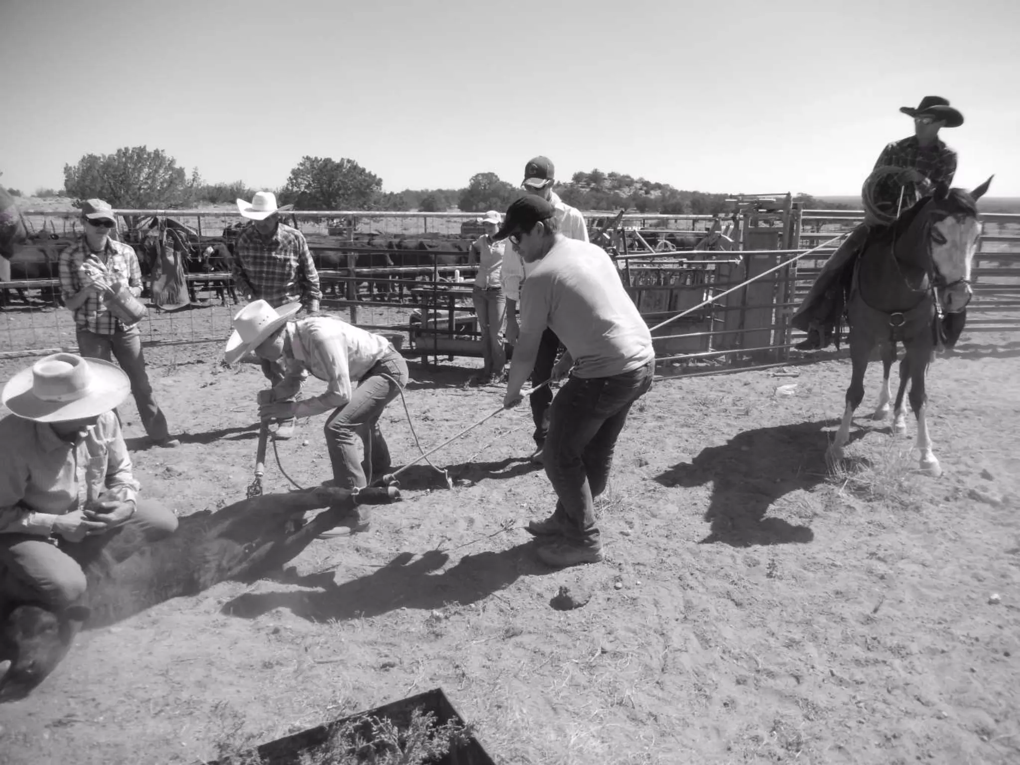 Holistic Management Practices in Action at the Ranney Ranch