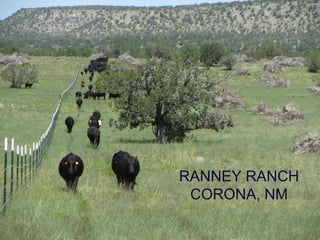 RANNEY RANCH
CORONA, NM
 