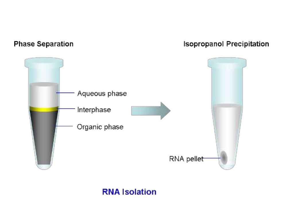 ISOLATION OF RNA