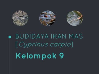 BUDIDAYA IKAN MAS
[Cyprinus carpio]
Kelompok 9
 