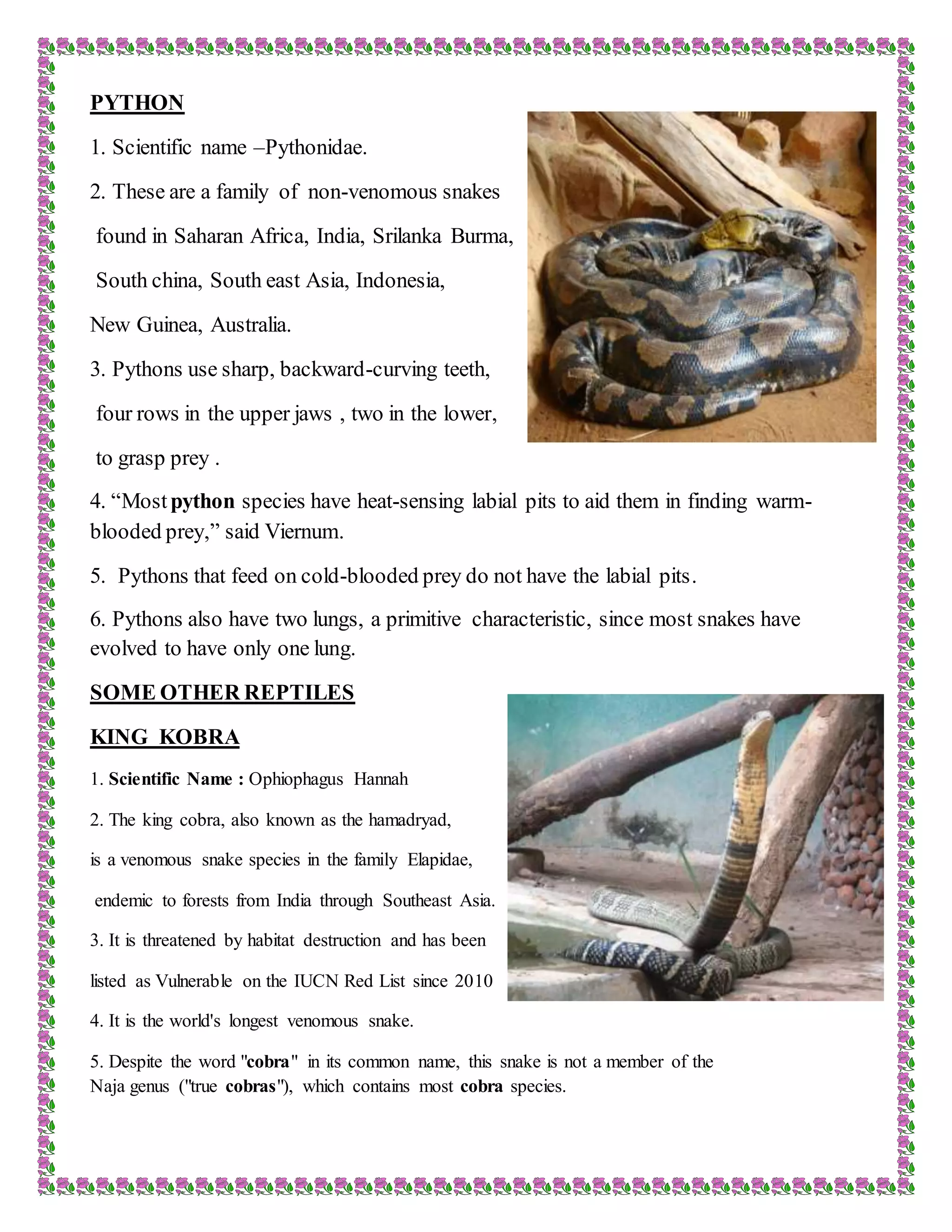 Stunning Feeding Adult Argali Python And Prey Summary image