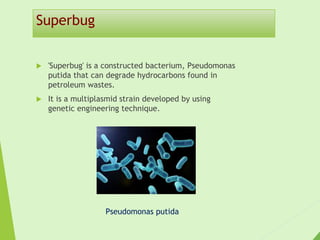 Superbug
 'Superbug' is a constructed bacterium, Pseudomonas
putida that can degrade hydrocarbons found in
petroleum wastes.
 It is a multiplasmid strain developed by using
genetic engineering technique.
Pseudomonas putida
 