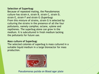 Selection of Superbug:
Because of repeated mating, the Pseudomonas
culture has strain A, strain B, strain C, strain D,
strain E, strain F and strain G (Superbug)
From this mixture of strains, strain G is selected by
culturing the strains in the presence of all the four
pollutants, namely camphor, octane, xylene and
napthenes. The superbug alone can grow in the
medium. It is subcultured in fresh medium lacking
the pollutants for future use.
Mass culture of Superbug:
The selected colonies of superbug is mass cultured in a
suitable liquid medium in a large bioreactor for mass
production.
Pseudomonas putida on Blood agar plate
 