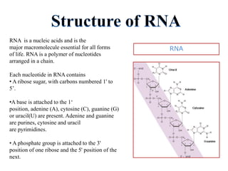 RNA As molecule of LIFE | PPTX