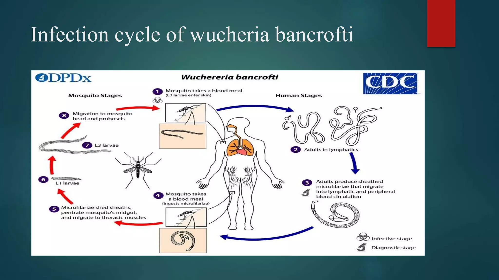 Infection cycle of wucheria bancrofti