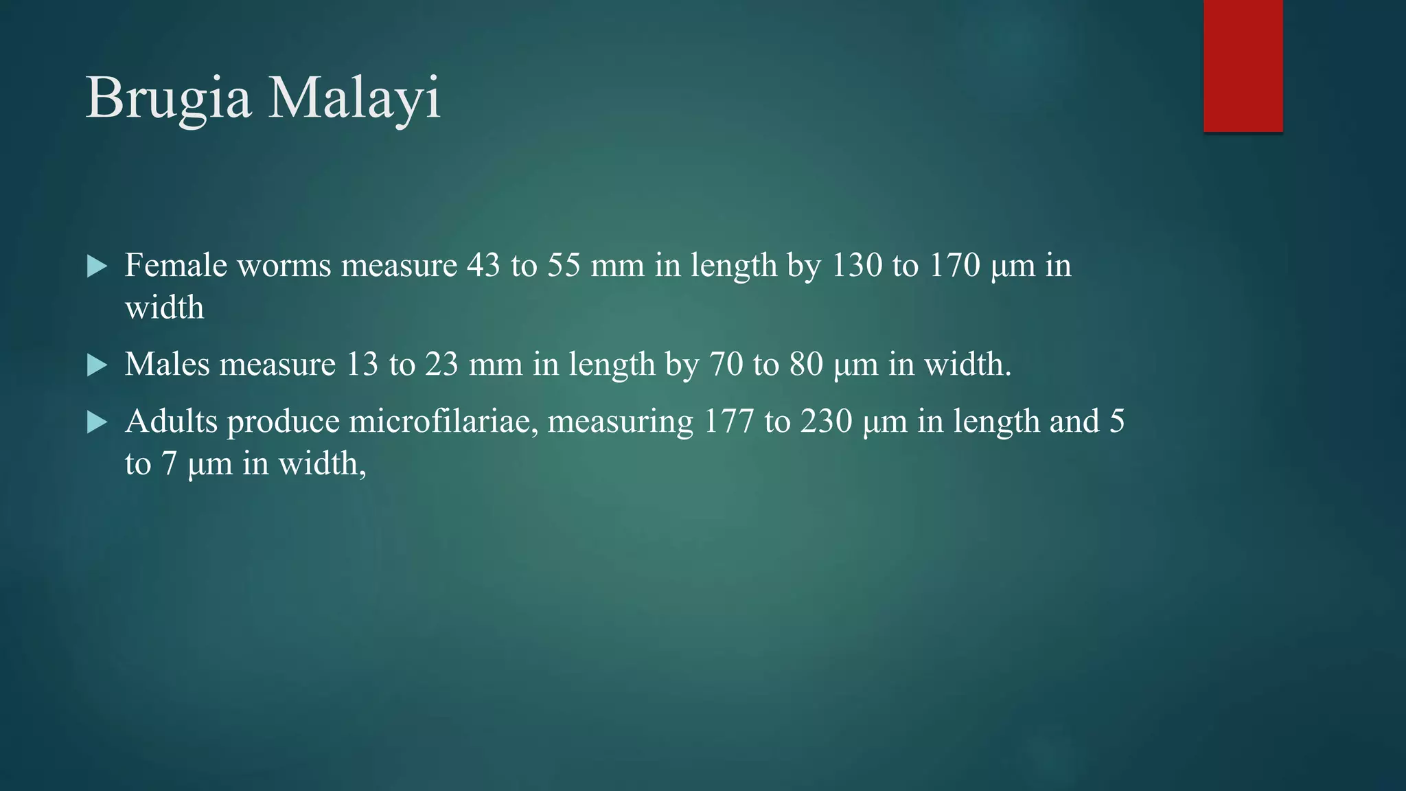 Brugia Malayi
Female worms measure 43 to 55 mm in length by 130 to 170 μm in
width
Males measure 13 to 23 mm in length by 70 to 80 μm in width.
Adults produce microfilariae, measuring 177 to 230 μm in length and 5
to 7 μm in width,