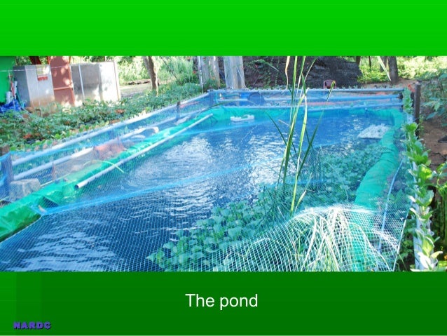 Nanniode Aquaponics RDC photo update 27092013