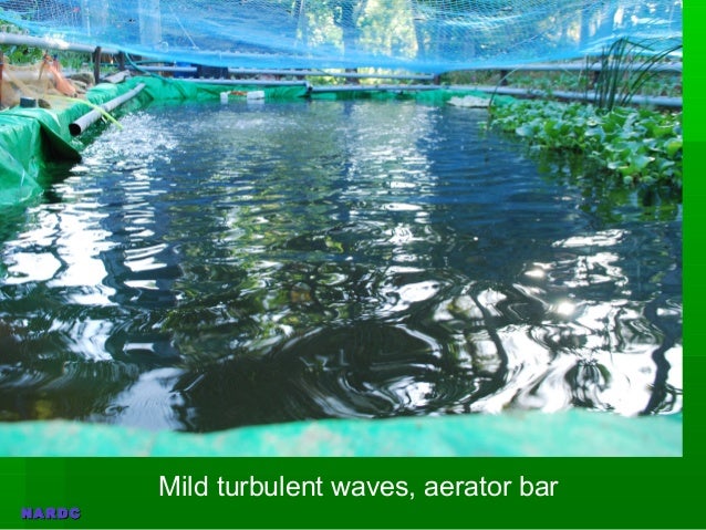 nanniode aquaponics rdc photo update 27092013