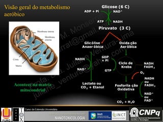 Acontece na matriz
mitocondrial
NADH
FADH 2
Glicose (6 C)
Piruvato (3 C)
ADP + Pi
ATP
NAD+
NADH
Glicólise
Anaer óbica
Oxida ção
Aeróbica
Lactato ou
CO2 + Etanol
NADH
NAD+
Ciclo de
Krebs
Fosforila ção
Oxidativa
NADH
ou
FADH 2
NAD+
ou
FAD+
O2
CO2 + H2O
GDP
+ Pi
GTP
NADH
FADH 2
Glicose (6 C)
Piruvato (3 C)
ADP + Pi
ATP
NAD+
NADH
Glicólise
Anaer óbica
Oxida ção
Aeróbica
Lactato ou
CO2 + Etanol
NADH
NAD+
Ciclo de
Krebs
Fosforila ção
Oxidativa
NADH
ou
FADH 2
NAD+
ou
FAD+
O2
CO2 + H2O
GDP
+ Pi
GTP
Glicose (6 C)
Piruvato (3 C)
ADP + Pi
ATP
NAD+
NADH
Glicólise
Anaer óbica
Oxida ção
Aeróbica
Lactato ou
CO2 + Etanol
NADH
NAD+
Ciclo de
Krebs
Fosforila ção
Oxidativa
NADH
ou
FADH 2
NAD+
ou
FAD+
O2
CO2 + H2O
GDP
+ Pi
GTP
Piruvato (3 C)
ADP + Pi
ATP
NAD+
NADH
Glicólise
Anaer óbica
Oxida ção
Aeróbica
Lactato ou
CO2 + Etanol
NADH
NAD+
Ciclo de
Krebs
Fosforila ção
Oxidativa
NADH
ou
FADH 2
NAD+
ou
FAD+
O2
CO2 + H2O
GDP
+ Pi
GTP
Membrana interna
Membrana
externa
Matriz
Crista
Visão geral do metabolismo
aeróbico
 