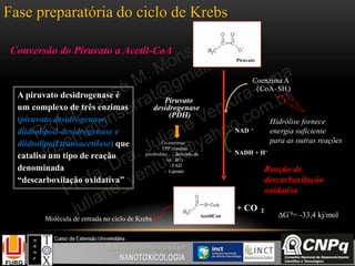 AcetilCoa
Piruvato
Piruvato
desidrogenase
(PDH)
Coenzima A
(CoA-SH)
+ CO 2
NAD +
NADH
Rea ção de
descarboxila ção
oxidativa
Co-enzimas :
- TPP (tiamina
pirofosfato , derivado da
vit . B1)
-FAD
- Lipoato
AcetilCoaAcetilCoa
PiruvatoPiruvato
Coenzima A
(CoA-SH)
+ CO 2
NAD +
NADH + H+
Rea ção de
descarboxila ção
:
- TPP (tiamina
, derivado da
vit . B1)
-FAD
- Lipoato
Hidrólise fornece
energia suficiente
para as outras reações
Reação de
descarboxilação
oxidativa
∆G’0= -33,4 kj/mol
A piruvato desidrogenase é
um complexo de três enzimas
(piruvato desidrogenase,
diidrolipoil-desidrogenase e
diidrolipoil transacetilase) que
catalisa um tipo de reação
denominada
“descarboxilação oxidativa”
Conversão do Piruvato a Acetil-CoA
Fase preparatória do ciclo de Krebs
Molécula de entrada no ciclo de Krebs
 