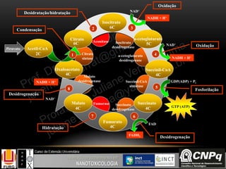 NADH + H+
FADH2
GTP (ATP)
NADH + H+
Desidratação/hidratação
Oxidação
Oxidação
Fosforilação
Desidrogenação
Hidratação
Desidrogenação
Oxaloacetato
Citrato
Isocitrato
a-cetoglutarato
Succinil-CoA
Succinato
Fumarato
Malato
Acetil-CoA
1
3Condensação 2
4
5
67
8
6C
6C 5C
4C
4C
4C
4C
4C
2C Citrato
sintase
Aconitase Isocitrato
desidrogenase
a-cetoglutarato
desidrogenase
Succinil-CoA
sintetase
Succinato
desidrogenase
Fumarase
Malato
desidrogenase
NAD+
NADH + H+
NAD+
GDP(ADP) + Pi
FAD
NAD+
Piruvato
 