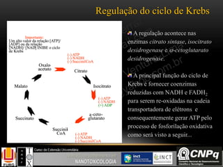 (-) ATP
(-) NADH
(+) ADP
(-) ATP
(-) NADH
(-) SuccinilCoA
Oxalo-
acetato Citrato
Malato Isocitrato
a-ceto-
glutaratoSuccinato
Succinil-
CoA
(-) ATP
(-) NADH
(-) SuccinilCoA
Importante:
Um alto valor da relação [ATP]/
[ADP] ou da relação
[NADH]/ [NAD+] INIBE o ciclo
de Krebs
(-) ATP
(-) NADH
(+) ADP
(-) ATP
(-) NADH
(-) SuccinilCoA
Oxalo-
acetato Citrato
Malato Isocitrato
a-ceto-
glutaratoSuccinato
Succinil-
CoA
(-) ATP
(-) NADH
(-) SuccinilCoA
Importante:
Um alto valor da relação [ATP]/
[ADP] ou da relação
[NADH]/ [NAD+] INIBE o ciclo
de Krebs
(-) ATP
(-) NADH
(-) SuccinilCoA
Oxalo-
acetato Citrato
Malato Isocitrato
a-ceto-
glutaratoSuccinato
Succinil-
CoA
(-) ATP
(-) NADH
(-) SuccinilCoA
Importante:
Um alto valor da relação [ATP]/
[ADP] ou da relação
[NADH]/ [NAD+] INIBE o ciclo
de Krebs
Oxalo-
acetato Citrato
Malato Isocitrato
a-ceto-
glutaratoSuccinato
Succinil-
CoA
(-) ATP
(-) NADH
(-) SuccinilCoA
Importante:
Um alto valor da relação [ATP]/
[ADP] ou da relação
[NADH]/ [NAD+] INIBE o ciclo
de Krebs
Regulação do ciclo de Krebs
A regulação acontece nas
enzimas citrato sintase, isocitrato
desidrogenase e -cetoglutarato
desidrogenase.
A principal função do ciclo de
Krebs é fornecer coenzimas
reduzidas com NADH e FADH2
para serem re-oxidadas na cadeia
transportadora de elétrons e
consequentemente gerar ATP pelo
processo de fosforilação oxidativa
como será visto a seguir...
 