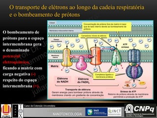 O bombeamento de
prótons para o espaço
intermembrana gera
o denominado
potencial
eletroquímico,
ficando a matriz com
carga negativa (-)
respeito do espaço
intermembrana (+).
O transporte de elétrons ao longo da cadeia respiratória
e o bombeamento de prótons
Citosol
Membrana mitocondrial interna
Concentração de prótons fora da matriz é maior
que do lado interno devido ao bombeamento de
prótons
Carreadores móveis de elétrons
Complexos ligados a
membrana protéica
Espaço
intermembrana
Matriz
Elétrons
do NADH
Elétrons
do FADH2
Transporte de elétrons
Geram energia para bombear prótons através da
membrana criando um gradiente de concentração
Síntese de ATP
Retorno de prótons através da membrana
permitindo a produção de ATP
Membrana
interna
ATP
sintase
 