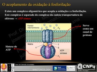 O acoplamento da oxidação à fosforilação
Existe um complexo oligomérico que acopla a oxidação e a fosforilação.
Este complexo é separado do complexo da cadeia transportadora de
elétrons → ATP sintase
Serve
como um
canal de
prótons
Síntese de
ATP ATP
sintase
Espaço
intermembrana
 