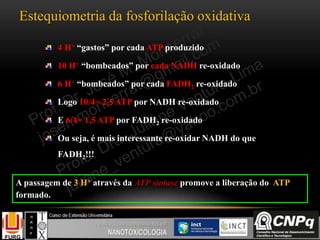 Estequiometria da fosforilação oxidativa
4 H+ “gastos” por cada ATP produzido
10 H+ “bombeados” por cada NADH re-oxidado
6 H+ “bombeados” por cada FADH2 re-oxidado
Logo 10/4= 2,5 ATP por NADH re-oxidado
E 6/4= 1,5 ATP por FADH2 re-oxidado
Ou seja, é mais interessante re-oxidar NADH do que
FADH2!!!
A passagem de 3 H+ através da ATP sintase promove a liberação do ATP
formado.
 