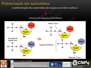Polimerização dos nucleotídeos
A polimerização dos nucleotídeos dá origem aos ácidos nucléicos
Através das ligações fosfodiéster
Formação da
ligação éster
fosfato 5’ livre
Hidroxila 3’ livre
Ligação fosfodiéster
 