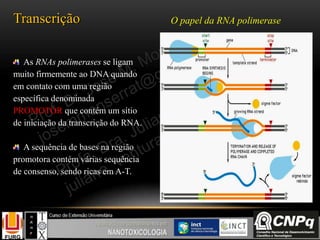 As RNAs polimerases se ligam
muito firmemente ao DNA quando
em contato com uma região
específica denominada
PROMOTOR que contém um sítio
de iniciação da transcrição do RNA.
A sequência de bases na região
promotora contém várias sequência
de consenso, sendo ricas em A-T.
Transcrição O papel da RNA polimerase
 