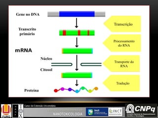 Transcrição
Transcrição
TranscriçãoProcessamento
do RNA
TranscriçãoTransporte do
RNA
Transcrição
Tradução
Gene no DNA
Transcrito
primário
Núcleo
Citosol
Proteína
 