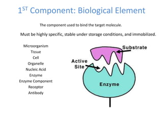 1ST Component: Biological Element
Microorganism
Tissue
Cell
Organelle
Nucleic Acid
Enzyme
Enzyme Component
Receptor
Antibody
The component used to bind the target molecule.
Must be highly specific, stable under storage conditions, and immobilized.
 
