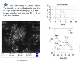 the SEM image of AuNPs. Shows
The particles were predominantly spherical
in shape with diameter ranging 20 + 5nm. .
Larger particles with diameter 40 + 10 nm
were also obtained .
 