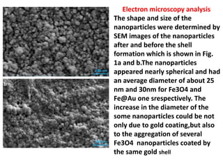 Electron microscopy analysis
The shape and size of the
nanoparticles were determined by
SEM images of the nanoparticles
after and before the shell
formation which is shown in Fig.
1a and b.The nanoparticles
appeared nearly spherical and had
an average diameter of about 25
nm and 30nm for Fe3O4 and
Fe@Au one srespectively. The
increase in the diameter of the
some nanoparticles could be not
only due to gold coating,but also
to the aggregation of several
Fe3O4 nanoparticles coated by
the same gold shell
 