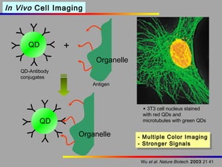 YY
Y

In Vivo Cell Imaging

YY
YY

QD

+
Organelle

Y

QD-Antibody
conjugates

YY

QD

YY

YY
Y

Antigen

▲ 3T3 cell nucleus stained
with red QDs and
microtubules with green QDs

Organelle

-- Multiple Color Imaging
Multiple Color Imaging
-- Stronger Signals
Stronger Signals
Wu et al. Nature Biotech. 2003 21 41

Y

 