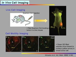 In Vivo Cell Imaging
Live Cell Imaging
Quantum Dot Injection

▶ Red Quantum Dot locating a
tumor in a live mouse

Cell Motility Imaging
10um

◀ Green QD filled
vesicles move toward to
nucleus (yellow arrow) in
breast tumor cell
Alivisatos et al., Adv. Mater., 2002 14 882

 