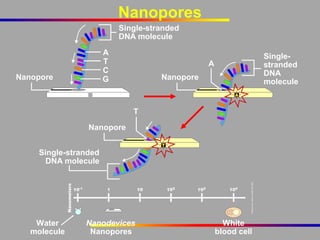 Nanopores
Single-stranded
DNA molecule
A
T
C
G

Nanopore

Singlestranded
DNA
molecule

A
Nanopore

T
Nanopore
Single-stranded
DNA molecule

Water
molecule

Nanodevices
Nanopores

White
blood cell

 