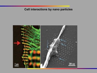 Cell interactions by nano particles

 